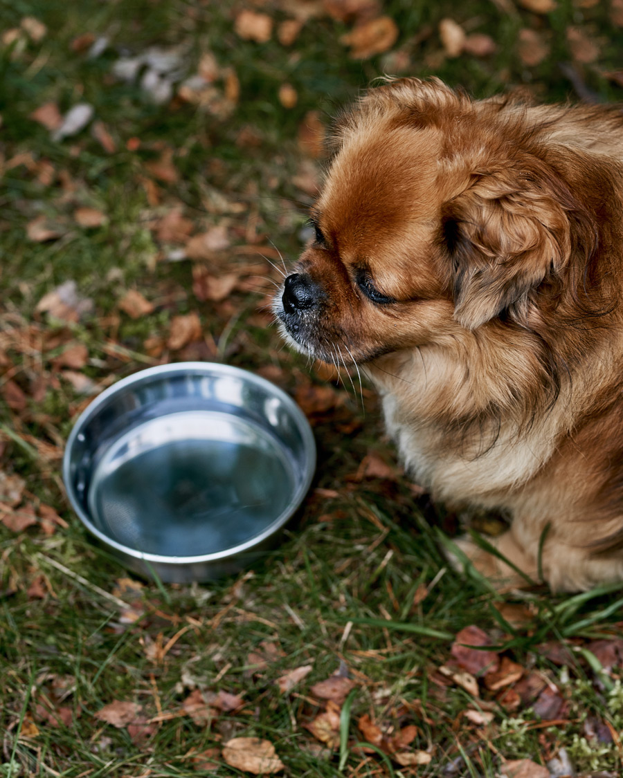 Herr | Avdelningar | Snow Peak | Dog Food Bowl