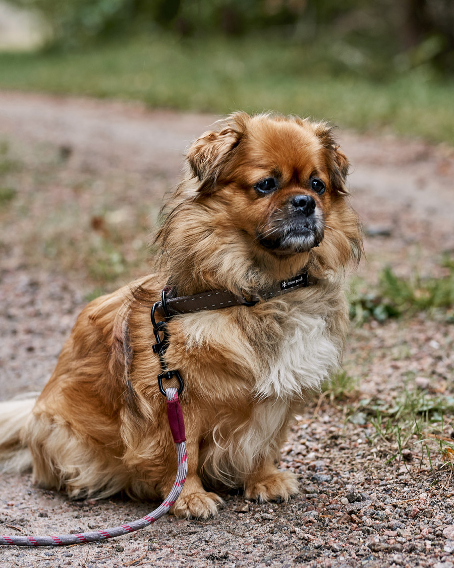 Herr | Avdelningar | Snow Peak | Dog Rope Lead Grey