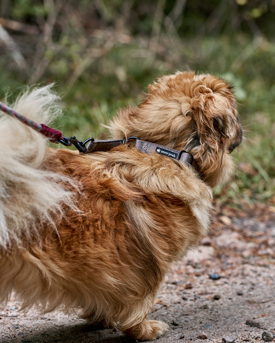 Herr | Campingutrustning | Snow Peak | Dog Slip Collar Grey