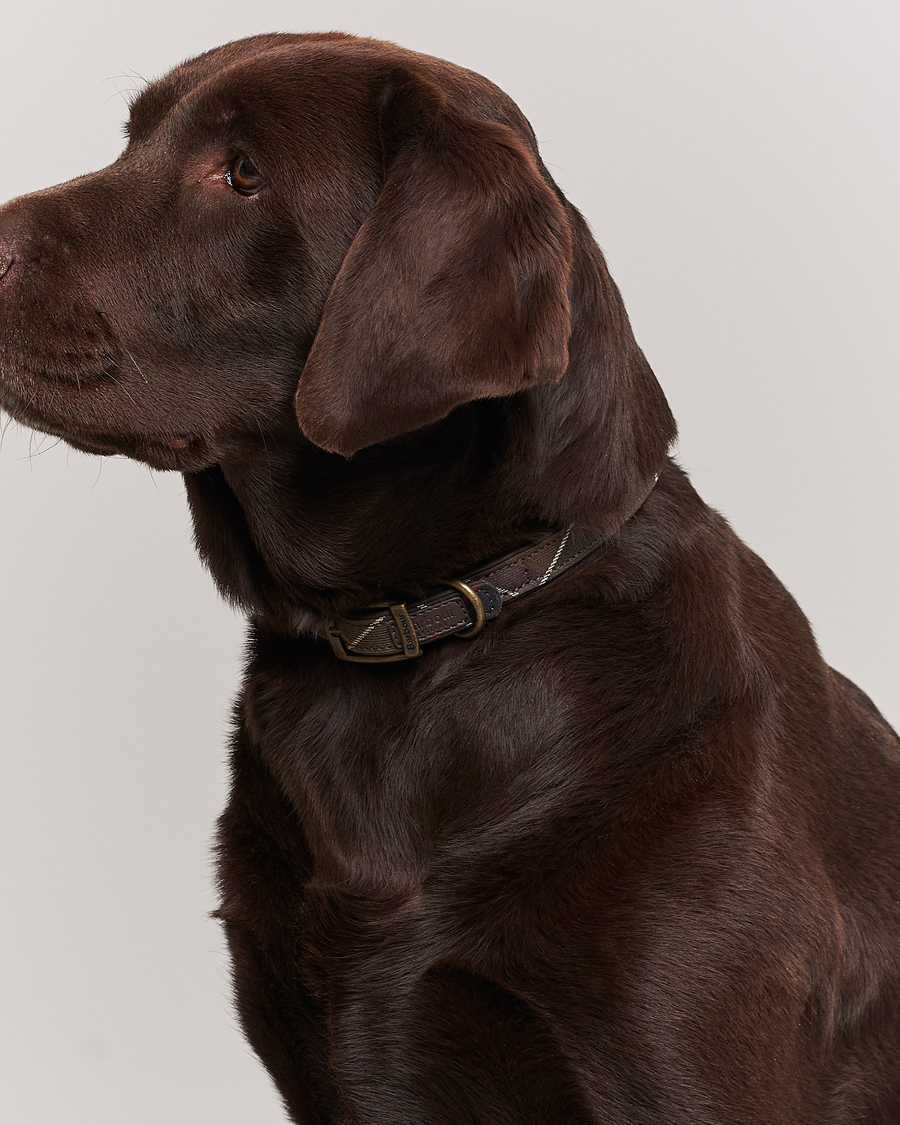 Herr | Till hunden | Barbour Lifestyle | Tartan Dog Collar Classic