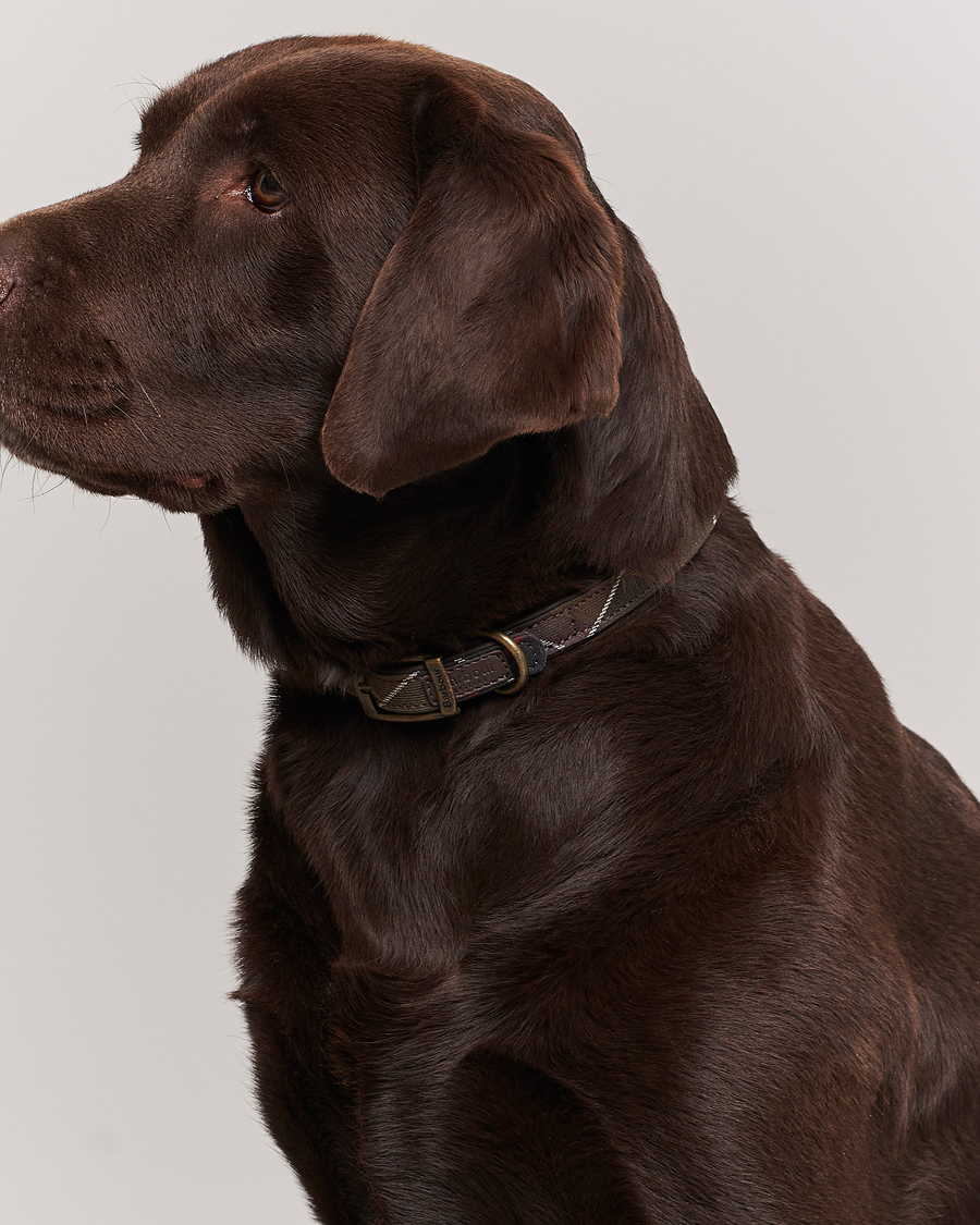 Herr | Barbour | Barbour Lifestyle | Tartan Dog Collar Classic